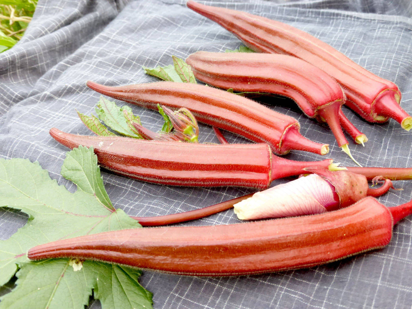 Jing Orange Okra - beyond organic seeds