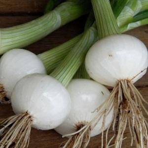 Crystal white wax onion - beyond organic seeds