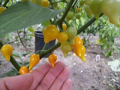 Biquinho Yellow Pepper - beyond organic seeds