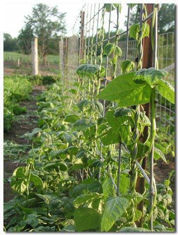 Blue Lake Pole Beans - beyond organic seeds