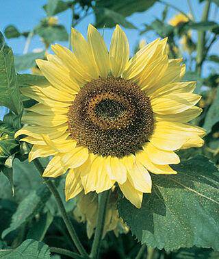 Lemon Queen Sunflower - beyond organic seeds