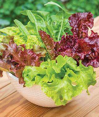 Gourmet Lettuce Mix - beyond organic seeds