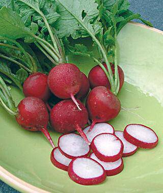 Cherry Belle Radish - beyond organic seeds