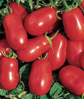 Heirloom Roma Tomato - beyond organic seeds