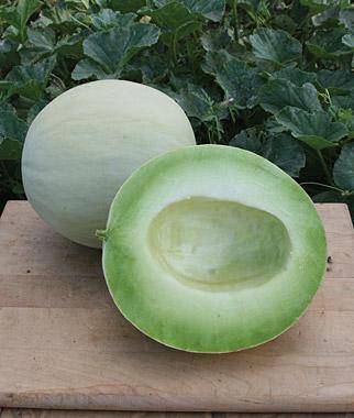 Sakata Sweet Melon - beyond organic seeds