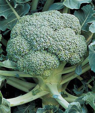 Di Cicco Heirloom Broccoli - beyond organic seeds