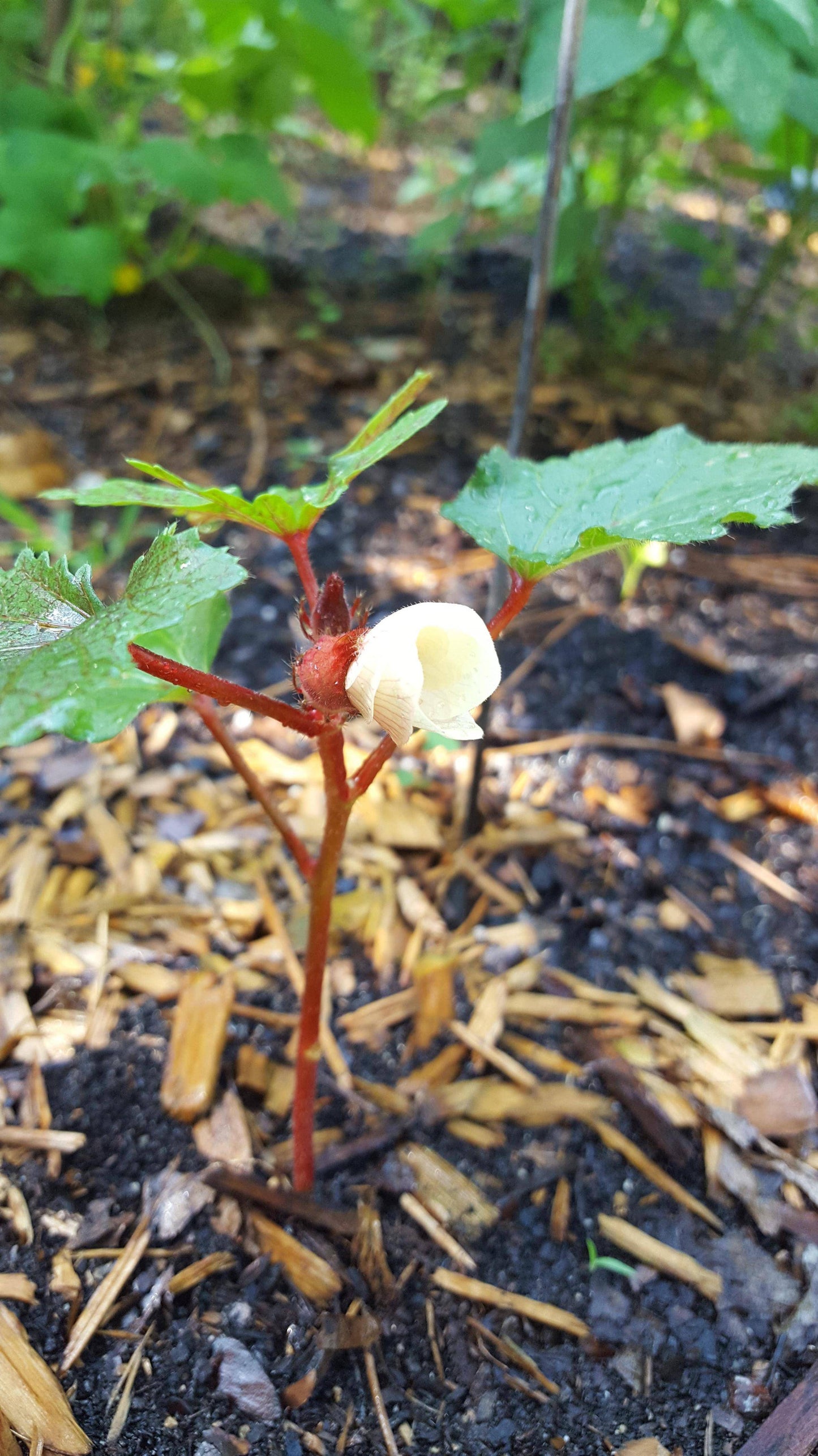 Jing Orange Okra - beyond organic seeds