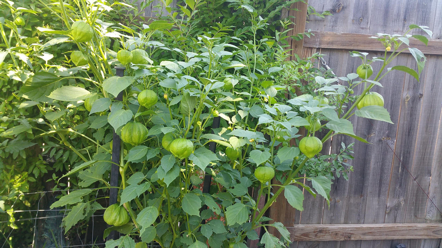 Grande Rio Verde Tomatillo - beyond organic seeds