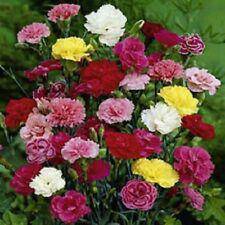 Dwarf Mini Carnation Mix - beyond organic seeds