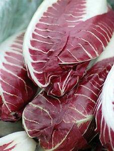 Rouge De Verona Radicchio - beyond organic seeds