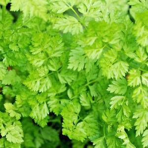 Chervil Herb Heirloom - beyond organic seeds