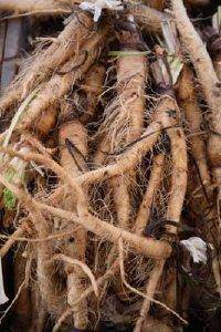 Mammoth Sandwich Island Salsify - beyond organic seeds