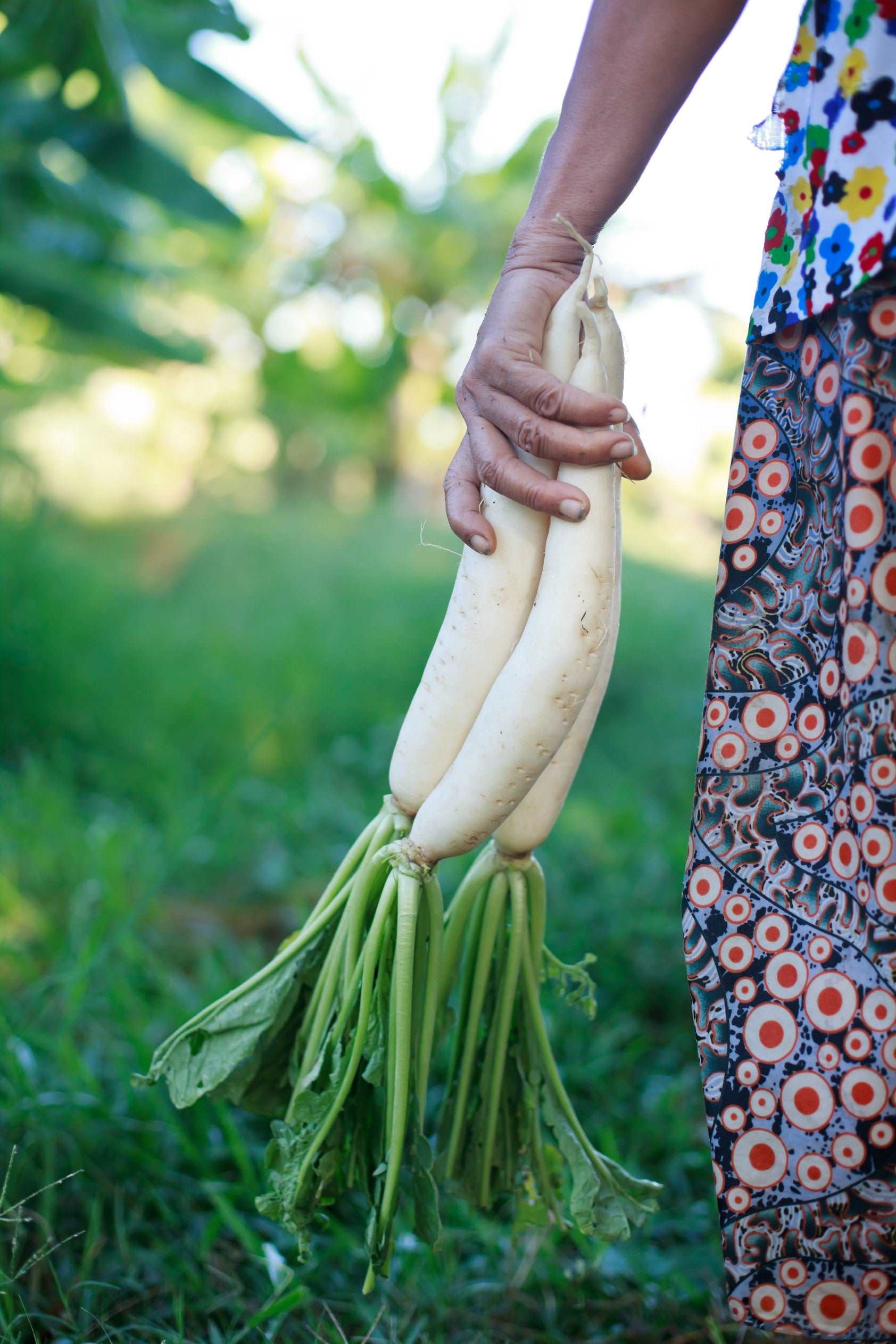 Daikon Radish - beyond organic seeds