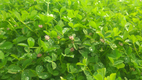 Fenugreek - beyond organic seeds