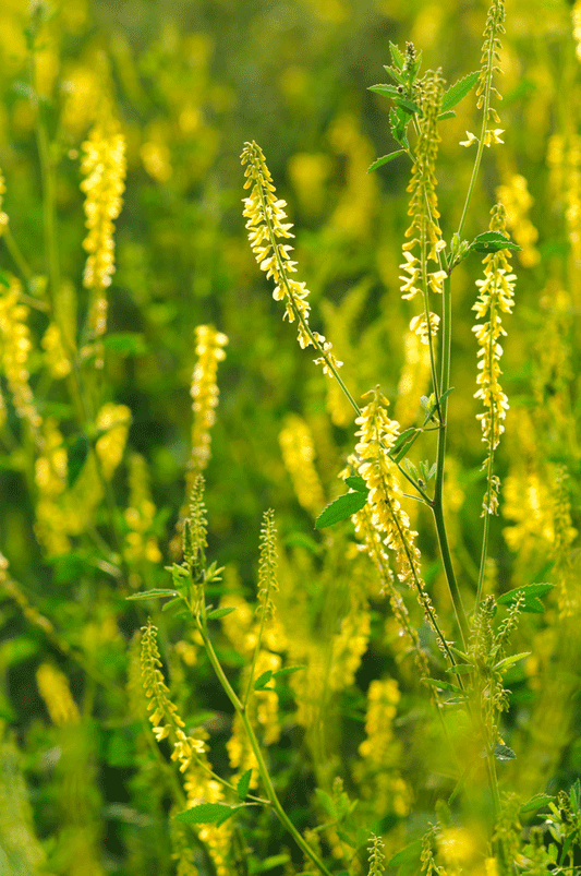 Yellow blossom sweet clover - beyond organic seeds