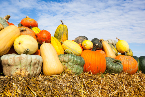 Winter squash assorments - beyond organic seeds