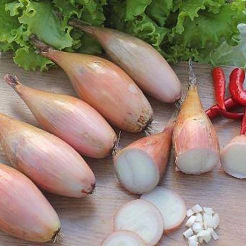 Zebrune Shallot - beyond organic seeds