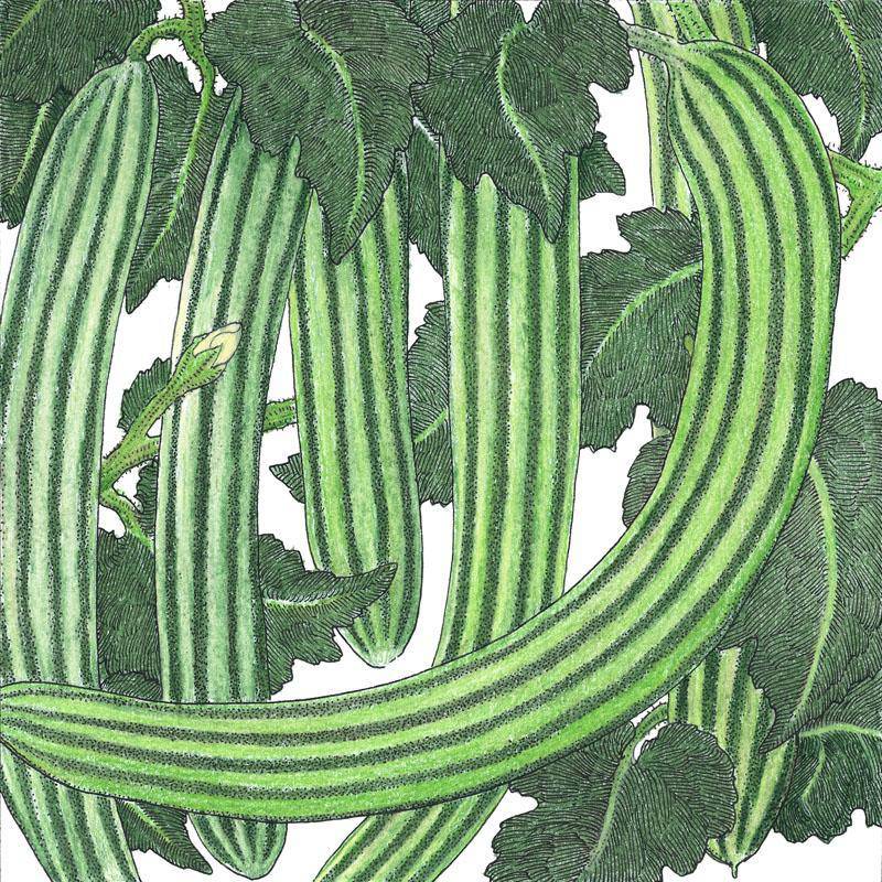 Striped Armenian Cucumber - beyond organic seeds