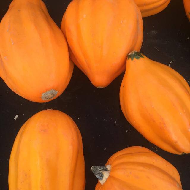 Golden Ace Acorn Squash - beyond organic seeds