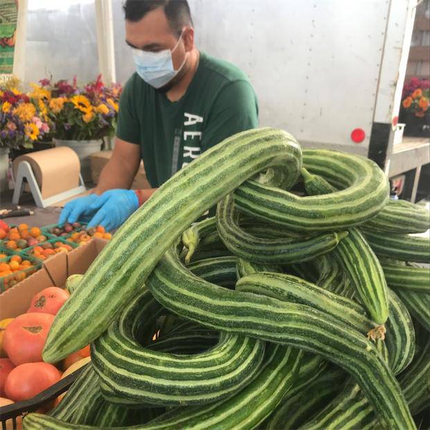 Striped Armenian Cucumber - beyond organic seeds