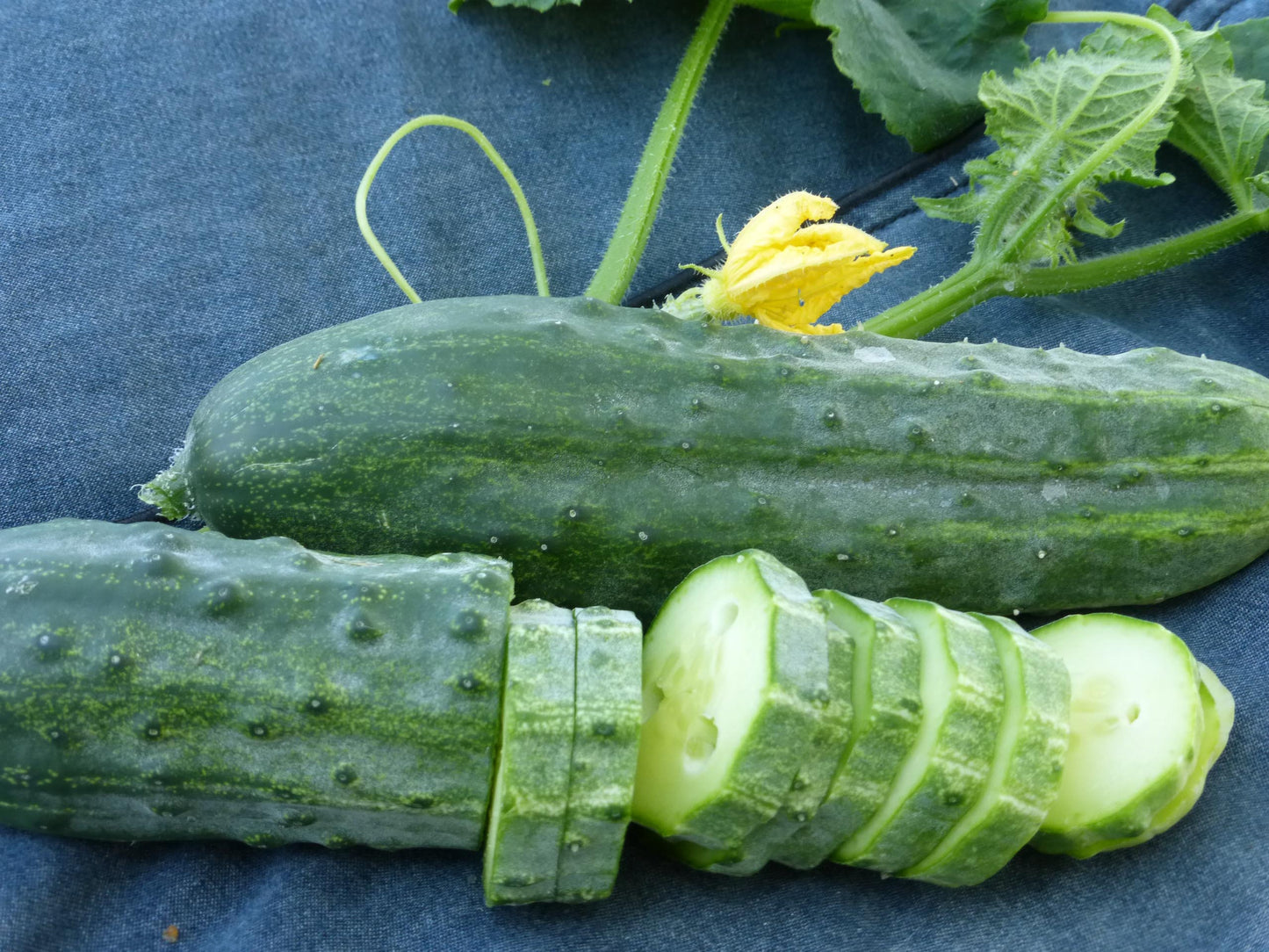 Spacemaster 80 bush cucumber - beyond organic seeds