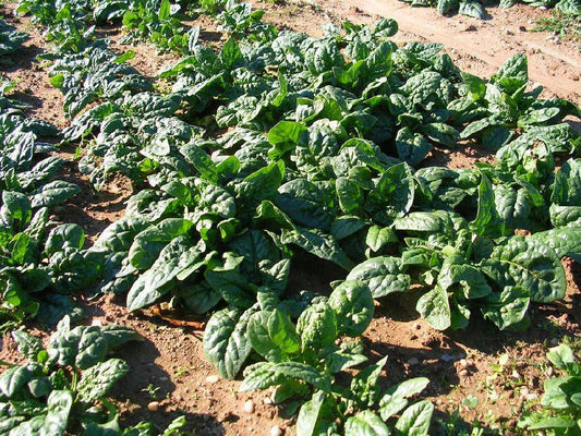 Giant Noble Spinach - beyond organic seeds