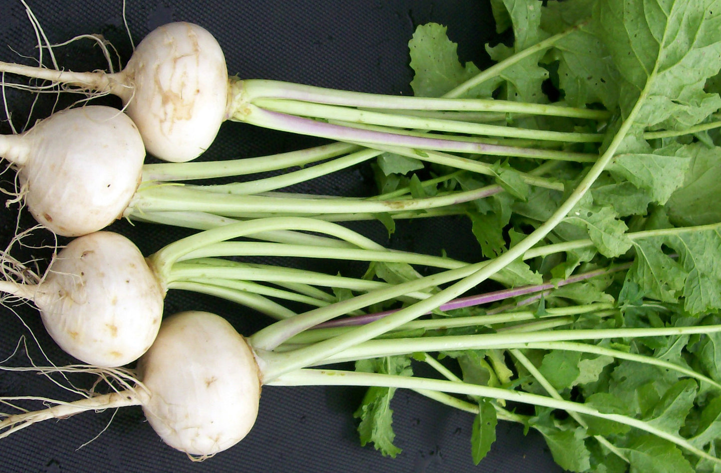 White egg heirloom turnip - beyond organic seeds