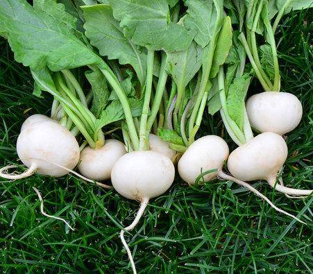 White Hailstone Radish - beyond organic seeds