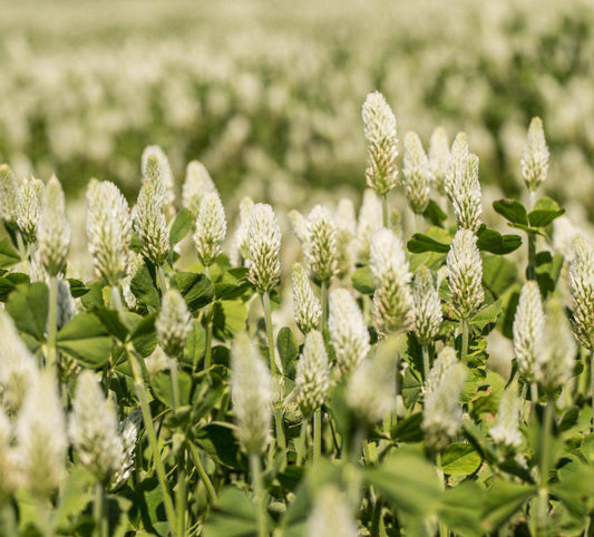 Crimson white cloud clover - beyond organic seeds