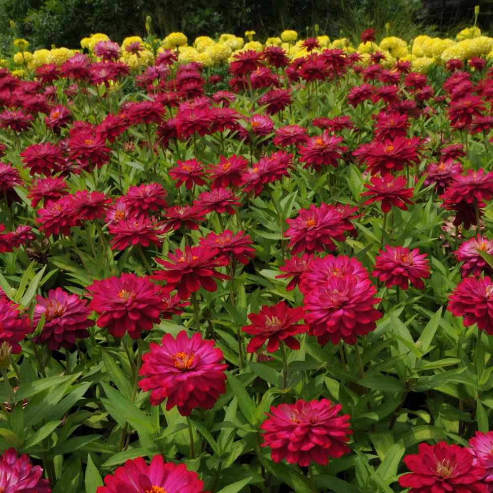 Cherry Queen Red Zinnia - beyond organic seeds